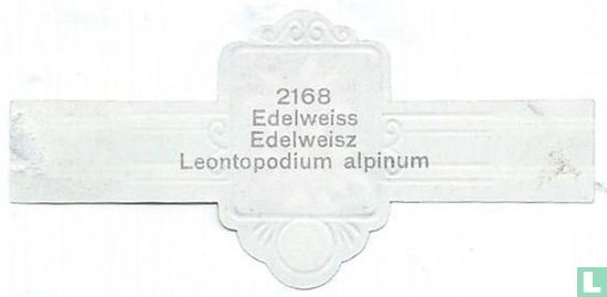 Edelweiss - Edelweisz - Leontopodium alpinum - Afbeelding 2