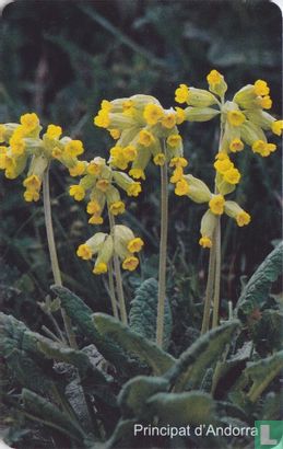 Narcis de Muntanya (Narcissus sp) - Image 2