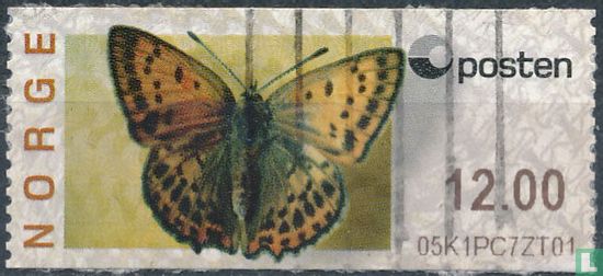 Papillons   