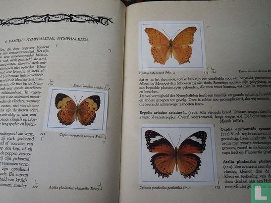 De vlinders van Java - Afbeelding 3