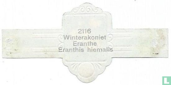 Aconite d'hiver Eranthe Eranthis hiemalis - Image 2