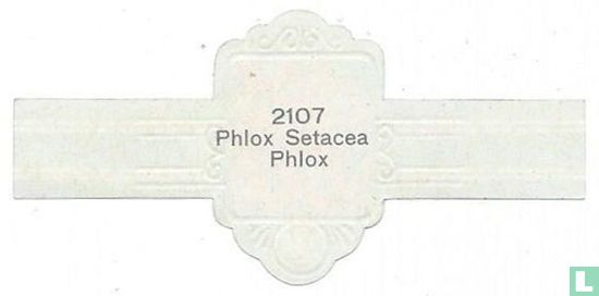 Phlox Setacea Phlox - Afbeelding 2