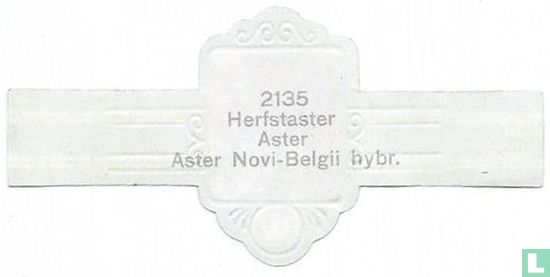 Herfstaster Aster Aster Novi-Begii hybr. - Afbeelding 2