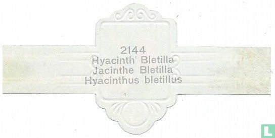 Hyacinth Bletilla - Afbeelding 2