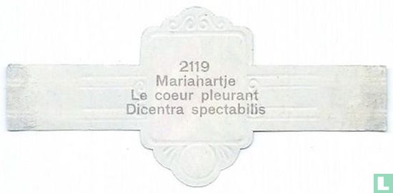 Mariahartje Le coeur pleurant Dicentra spectabilis - Afbeelding 2