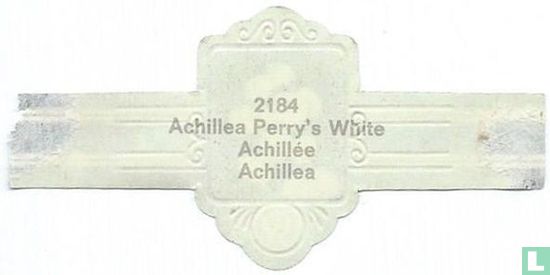 Achillea - Afbeelding 2
