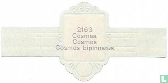 Cosmos - Afbeelding 2