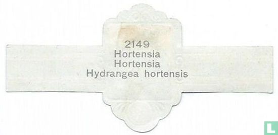  	 Hortensia - Afbeelding 2