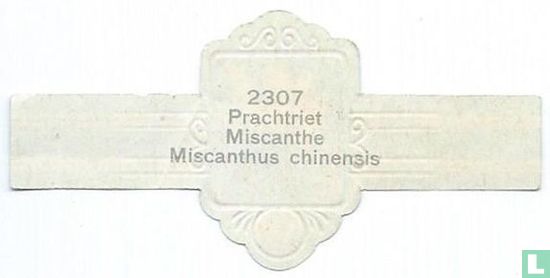 Prachtriet - Miscanthe - Miscanthus chinensis - Afbeelding 2
