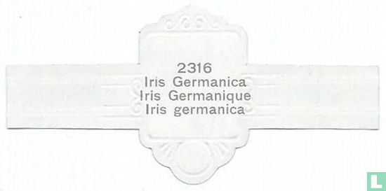 Iris Germanica - Iris Germanica - Image 2
