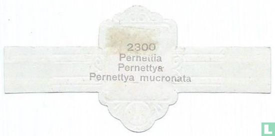 Pernettia - Pernettya mucronata - Afbeelding 2