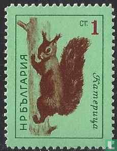 Écureuil d'Eurasie