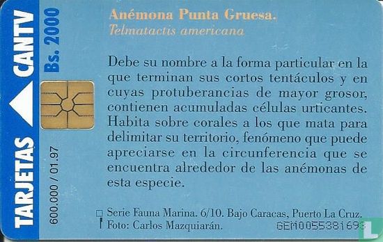 Anémona Punta Gruesa - Afbeelding 1