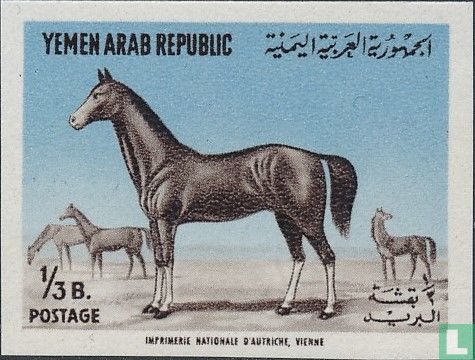 Araberhengst 