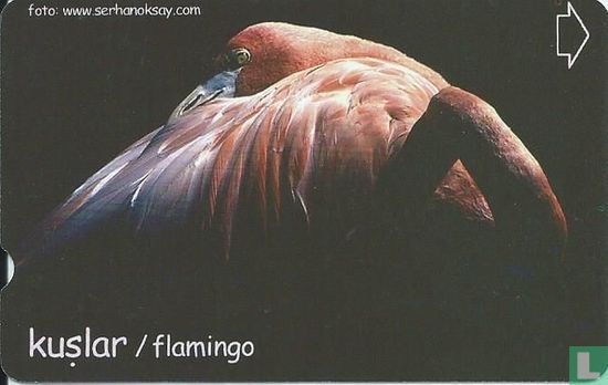 Kuslar / Flamingo - Image 1