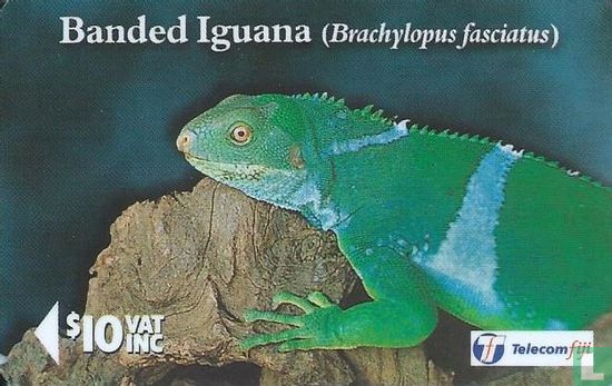 Banded Iguana - Afbeelding 1