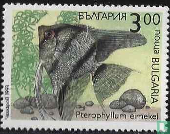 Pterophyllum eimekei