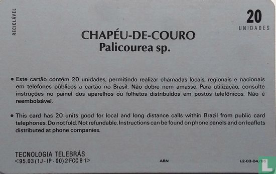 Chapéu-de - Couro.  Palicourea sp. - Image 2