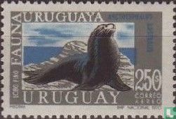 South American Fur Seal - Image 1