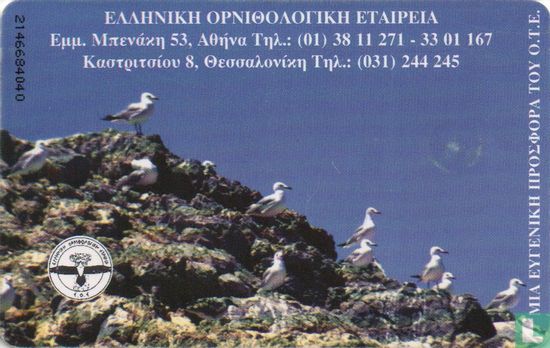 Audouin's gull (Ichthyaetus audouinii) - Afbeelding 2