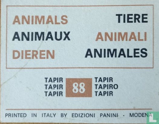 Tapir - Tapiro - Image 2