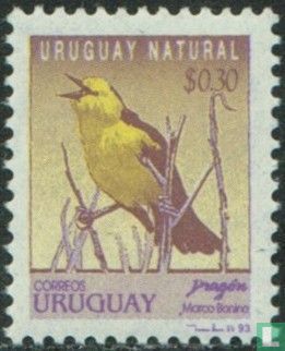 Brown-and-yellow Marshbird - Image 1