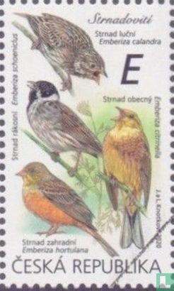 Native songbirds (III)
