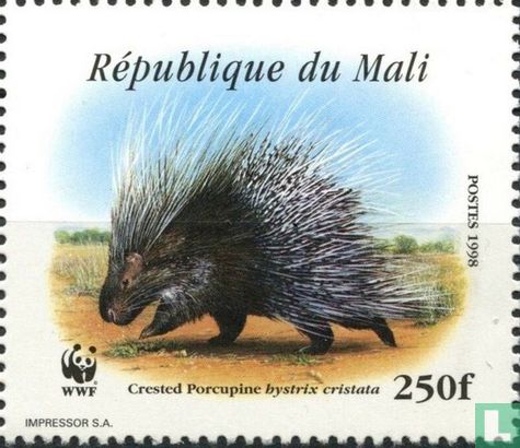 Crested porcupine