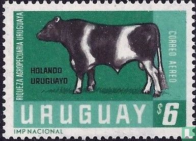 Holando Uruguayo - Afbeelding 1
