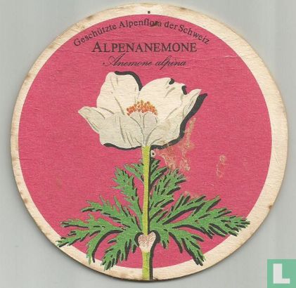 Flora Alpenanemone - Bild 1