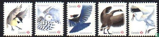 Kanadische Vögel