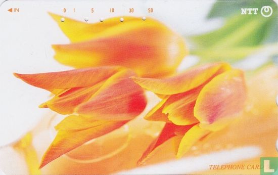Tulips - Afbeelding 1