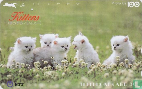 Kittens - Bild 1