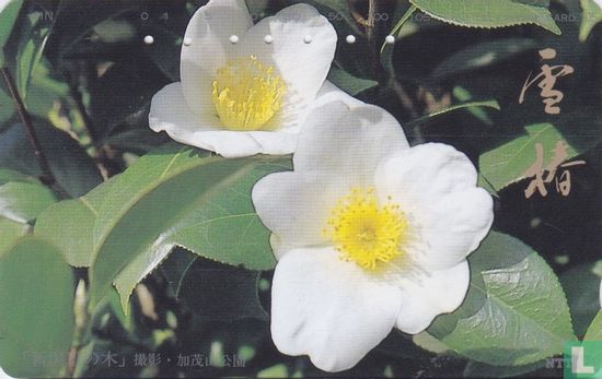 Niigata Prefecture's Tree - Camellia - Image 1
