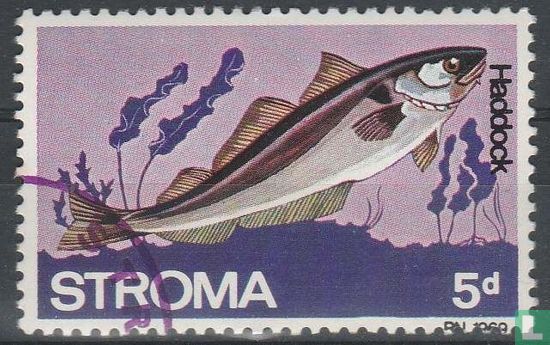 Stroma Fisch