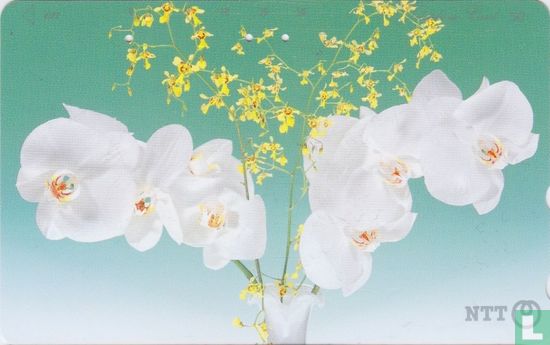 White and Yellow Orchids - Afbeelding 1