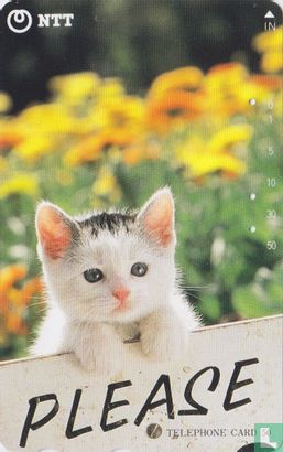 "Please" - Kitten - Image 1