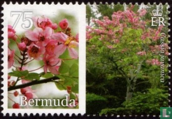 Bermuda in bloom