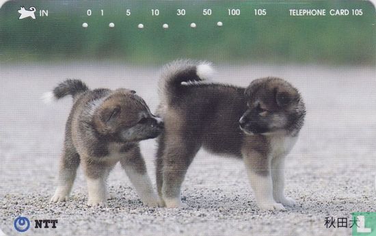 Akita Puppies - Image 1