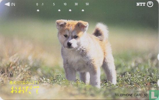 Odate - Home of Akita Dogs - Image 1