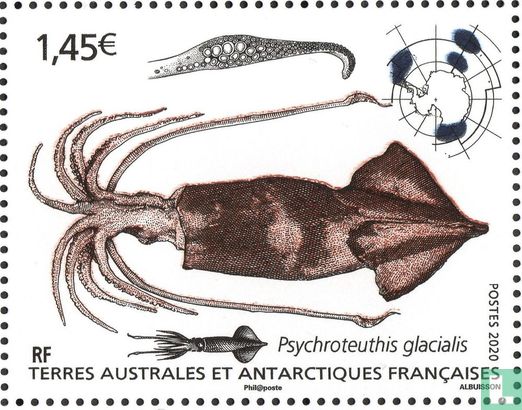 Antarctische octopus en inktvis