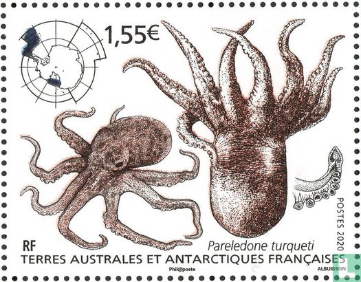 Antarctische octopus en inktvis