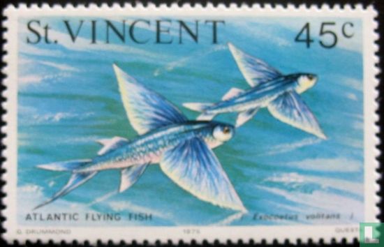 Blue Flyingfish