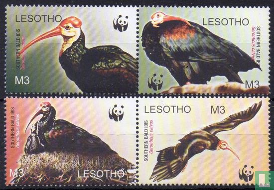WWF Cape Ibis