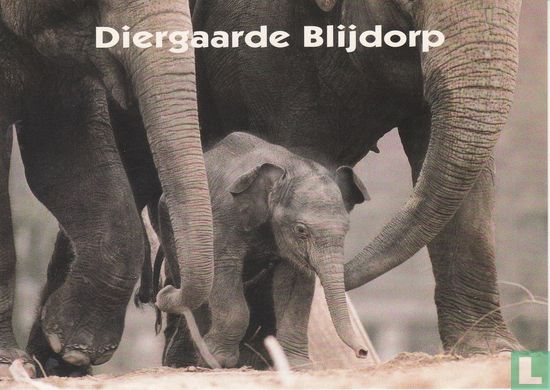G000065 - Diergaarde Blijdorp - Image 1