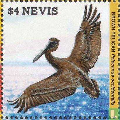 Brown pelican