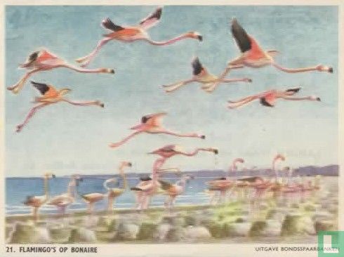 Flamingo's op Bonaire  - Afbeelding 1