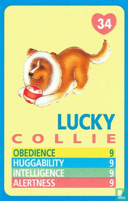 Lucky - Collie - Afbeelding 1
