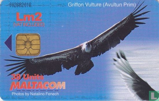 Griffon Vulture (Avultun Prim) - Afbeelding 1