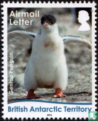 Gentoo penguin 